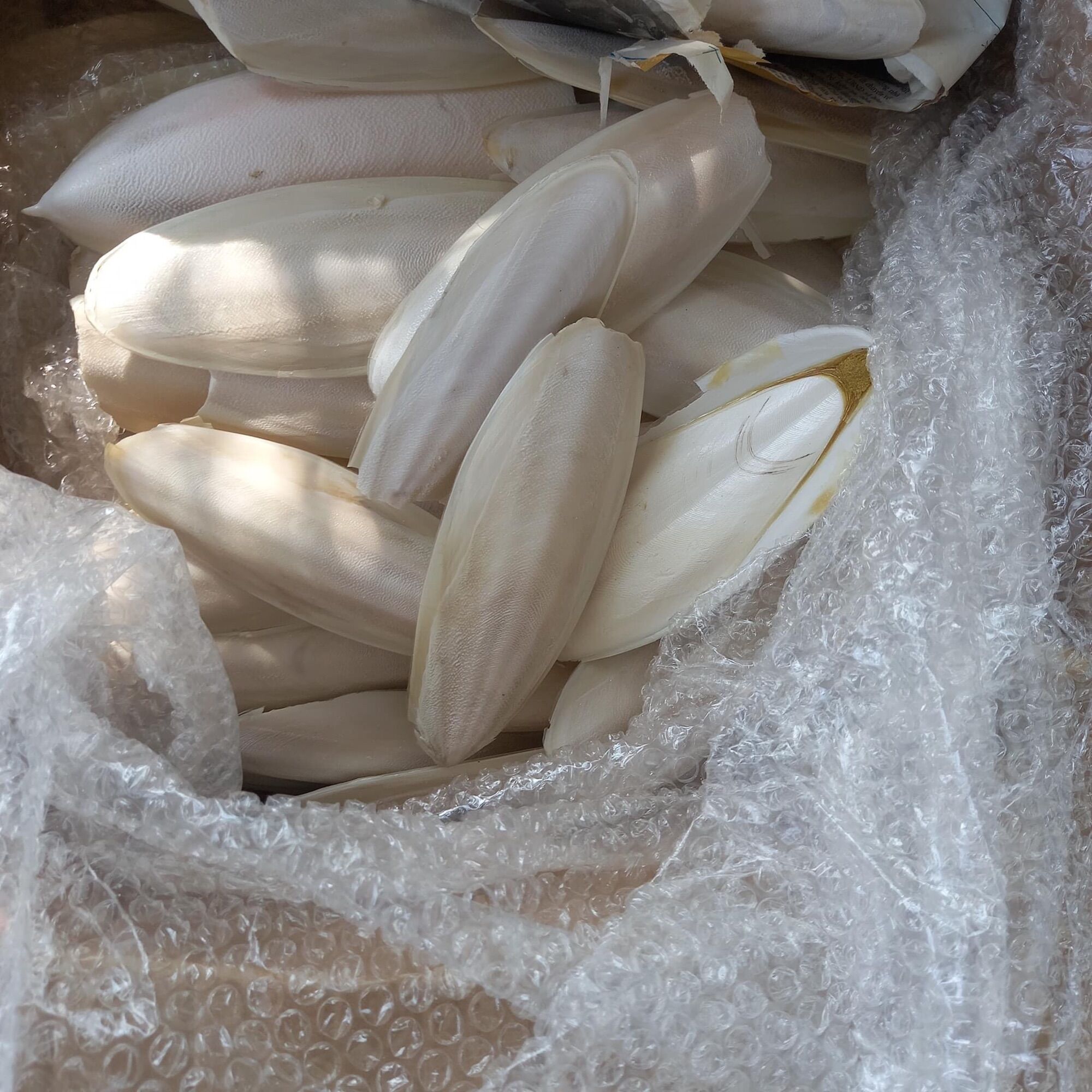 Nang Mực Khô Kích Thước 16-17cm