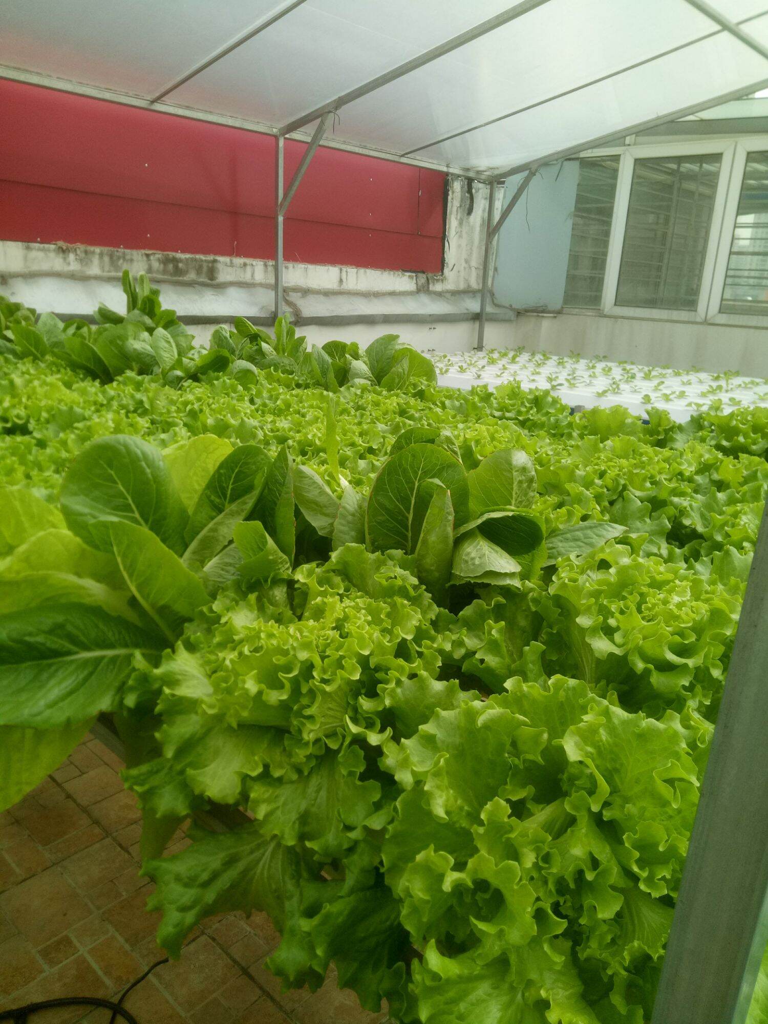 Dinh dưỡng thủy canh bột. Nova isa 20