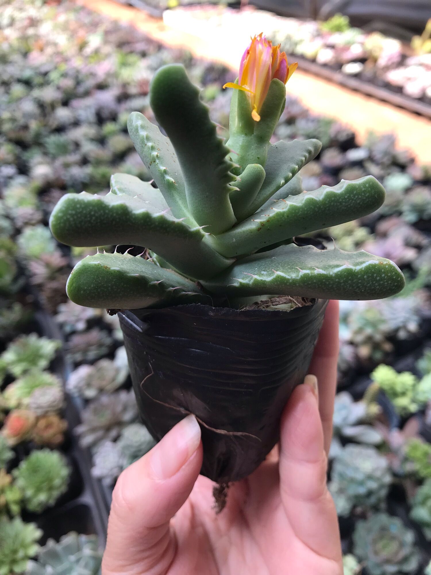 Sen đá hàm cá mập cute size bầu