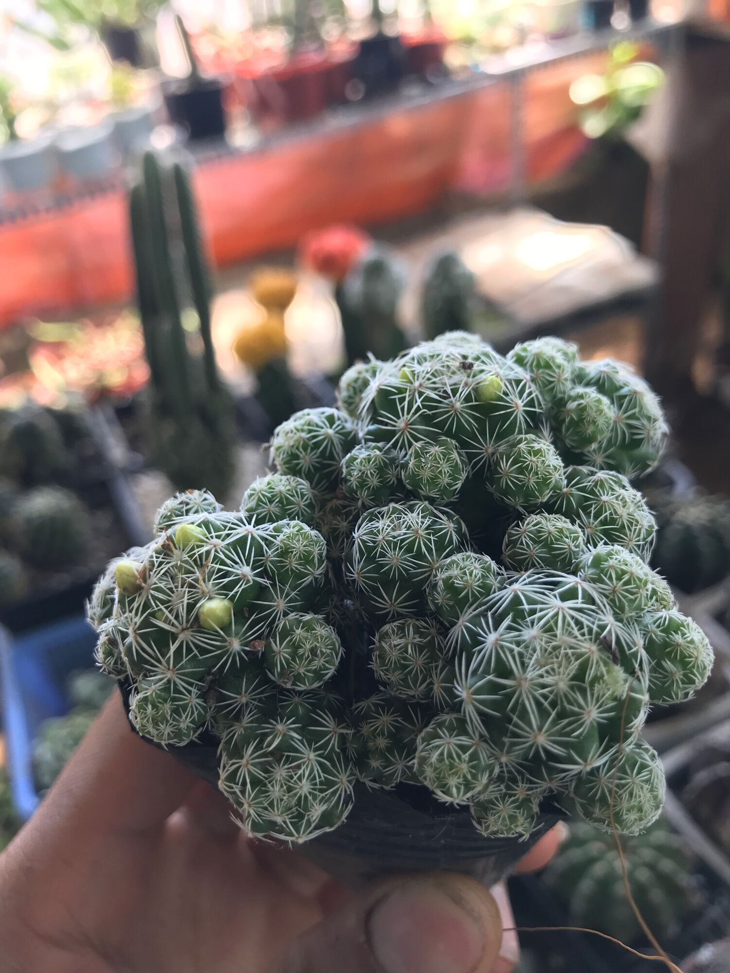 Cây xương rồng  Trứng chim