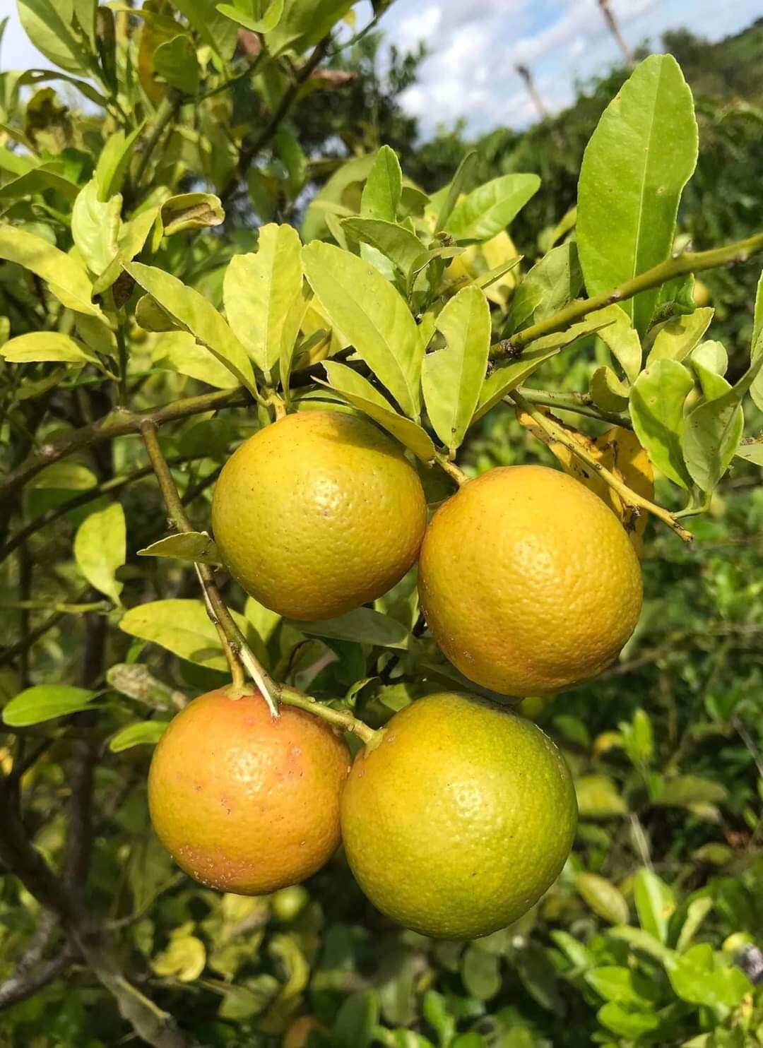 chanh đào tươi 1kg