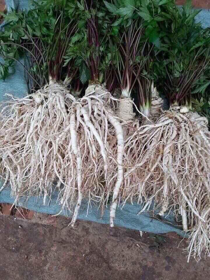 3kg sâm đương quy tươi Tây Bắc (47k/1kg)