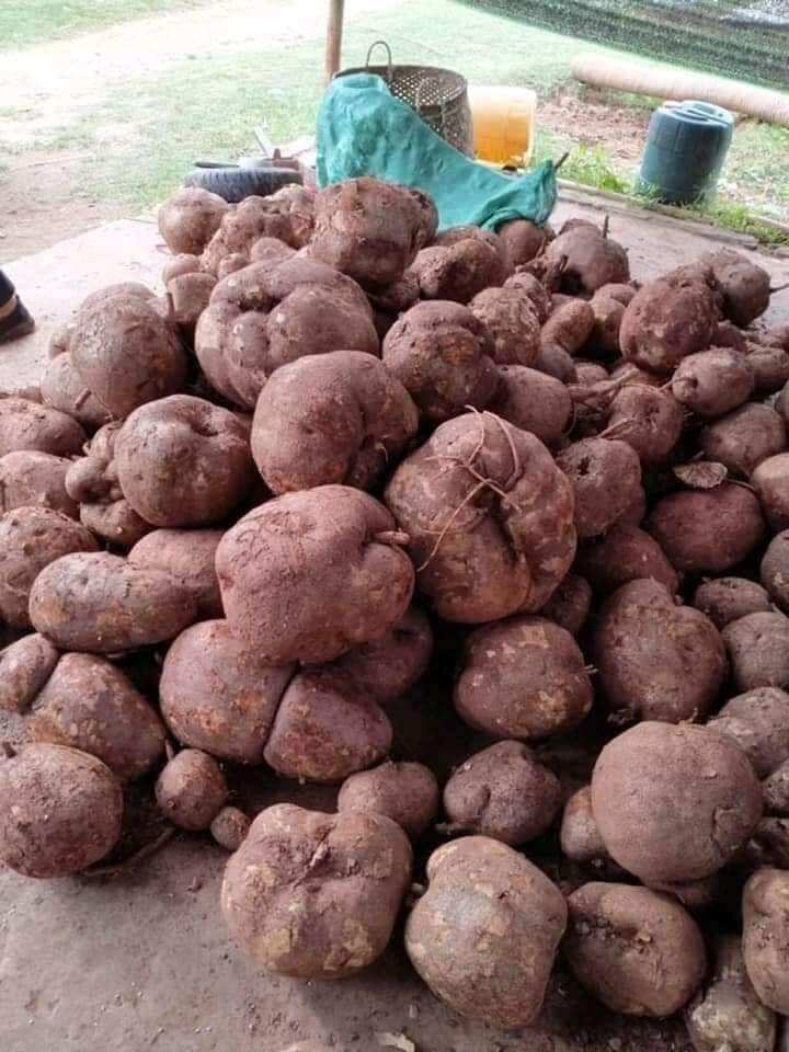 Sâm Tố Nữ Nguyên Chất Dạng Bột, 100g