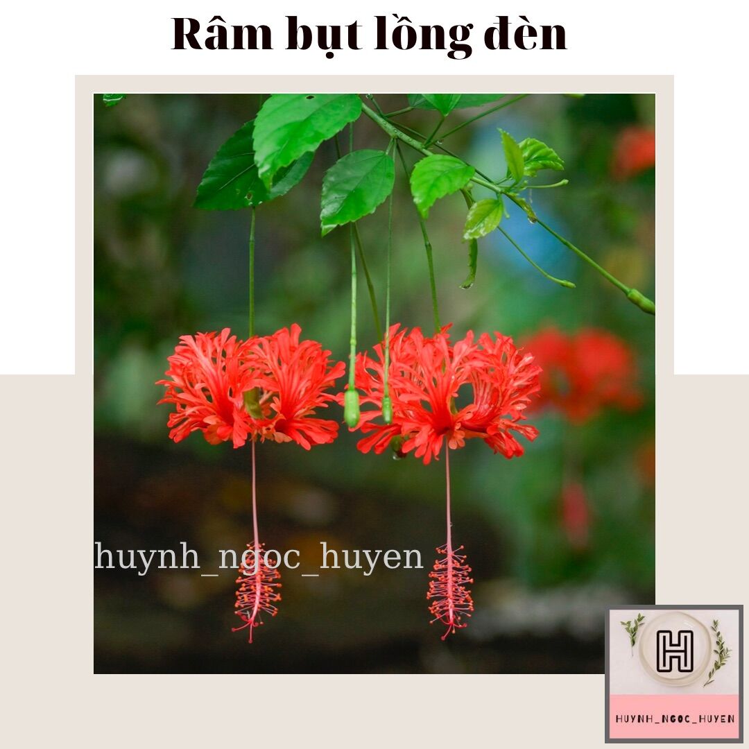 Cây giống râm bụt lồng đèn cổ cánh phượng
