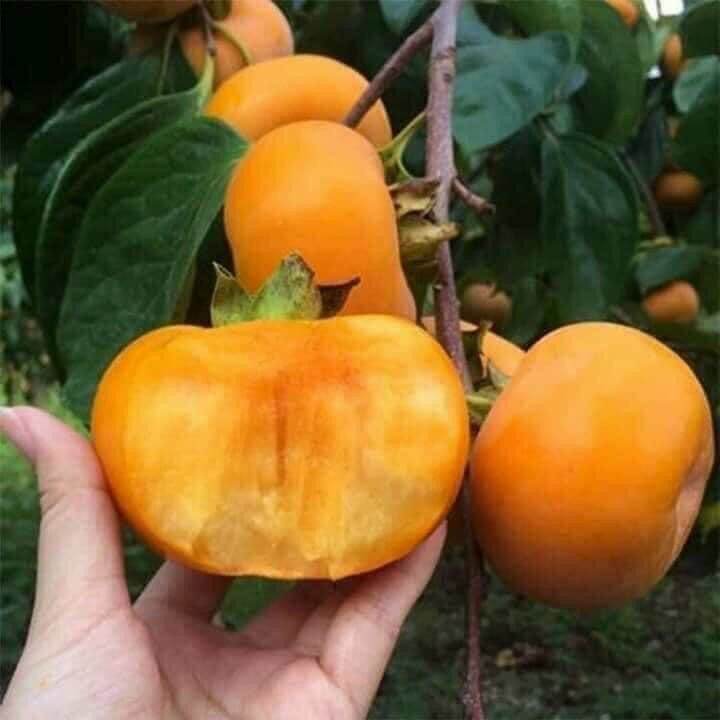 CÂY GIỐNG HỒNG GIÒN KHÔNG HẠT
