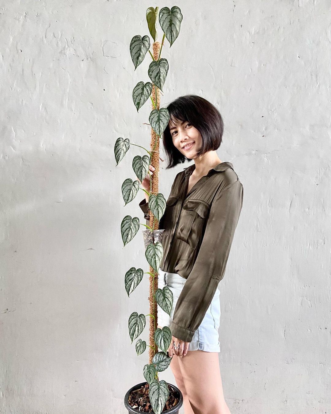 Philodendron Brandtianum
