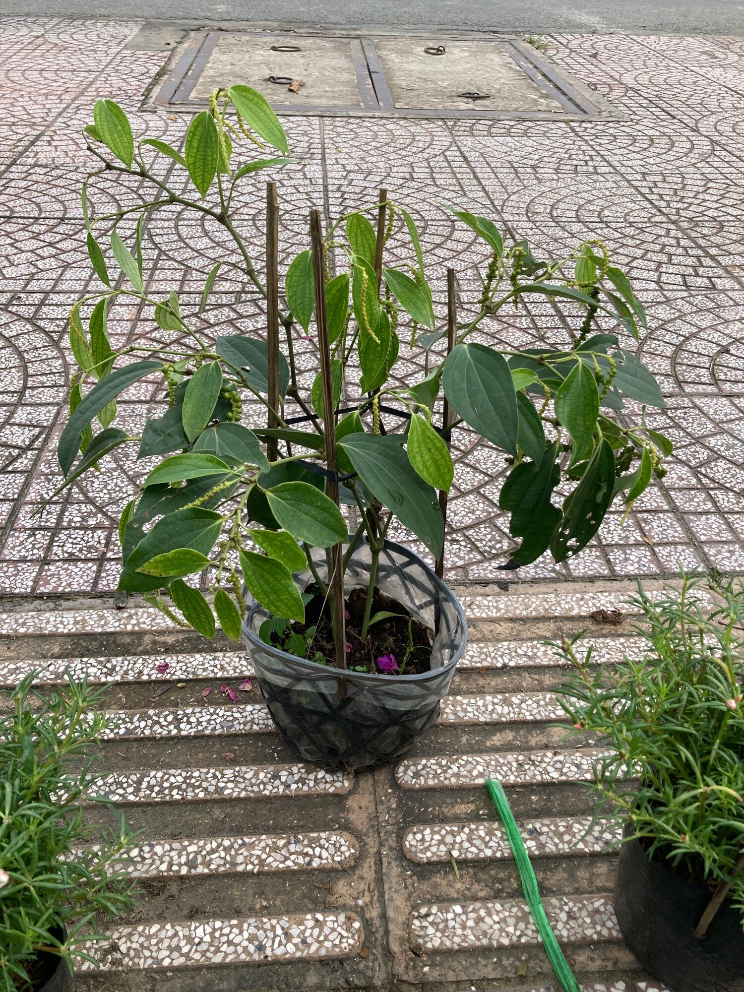 Dây tiêu xanh chậu đang trái