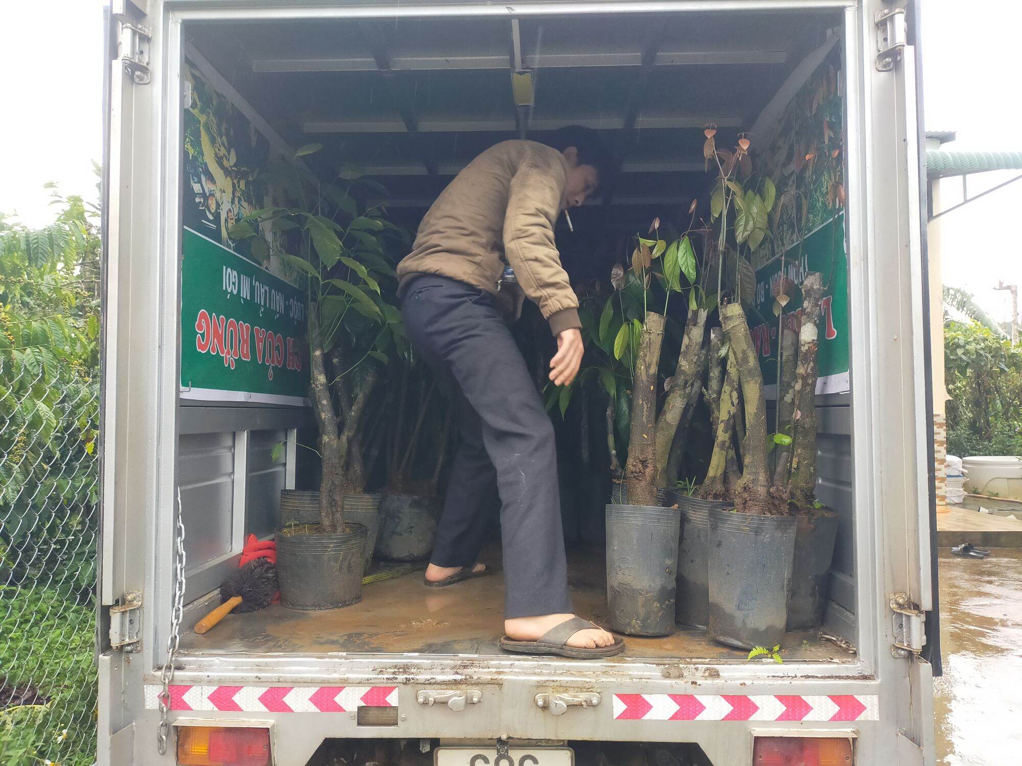 CÂY GIỐNG RAU BÉP RỪNG K'LONG - GỐC TO