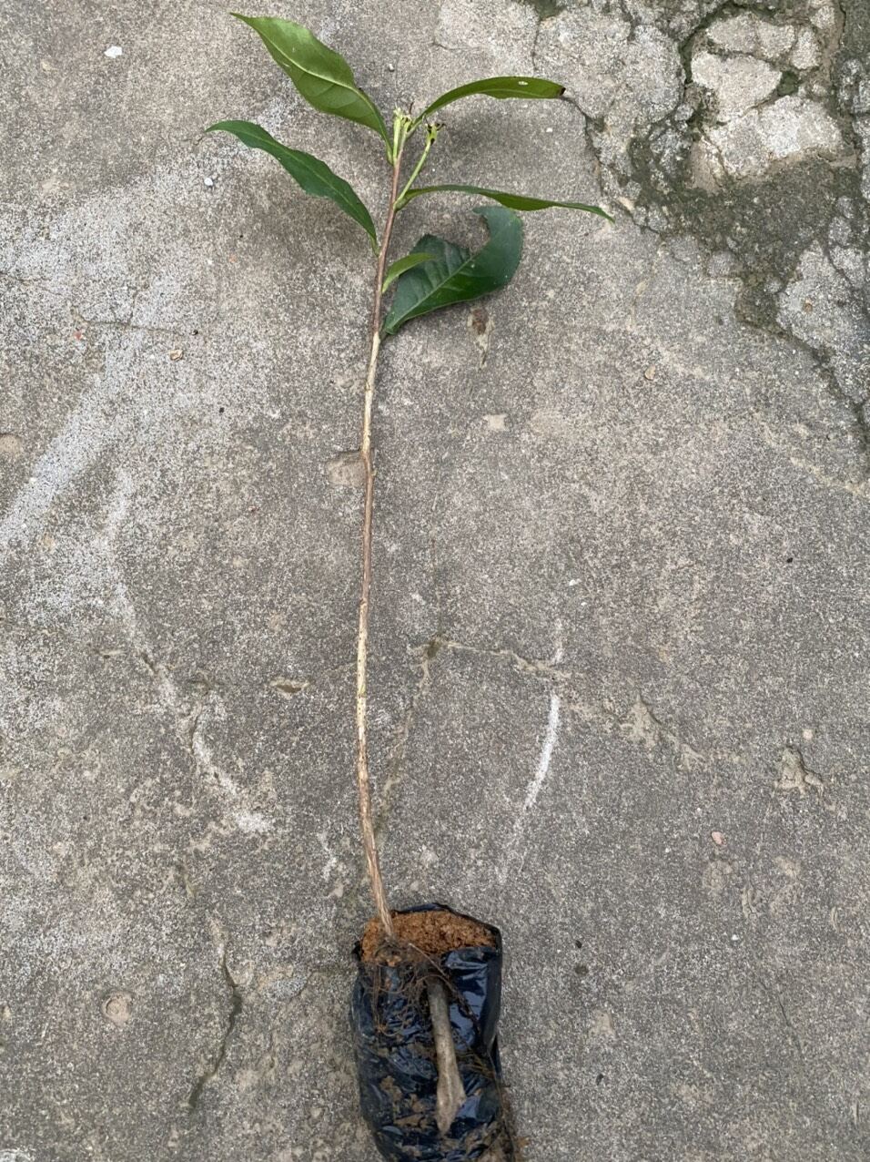 trà my tứ quý (cây giống như hình cuối)