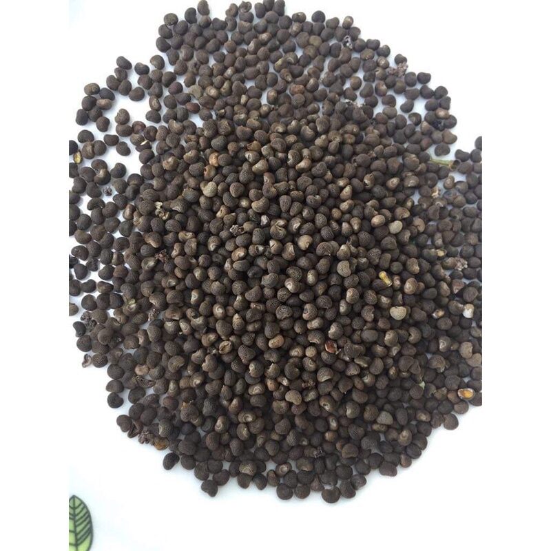 Hạt giống Sâm Bố Chính
