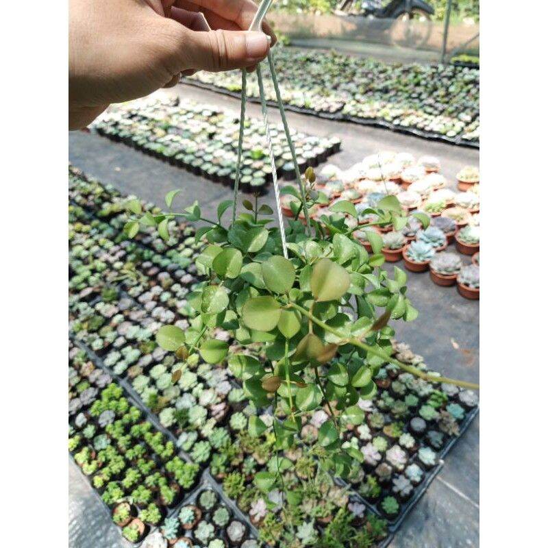 Cây lan đồng xu xanh chậu treo trang trí