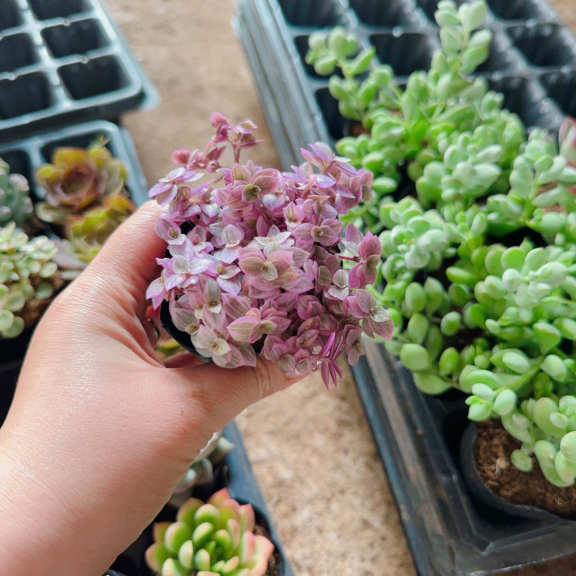 Sen đá thài lài tím size bầu 3-5 cm xuất vườn đà Lạt