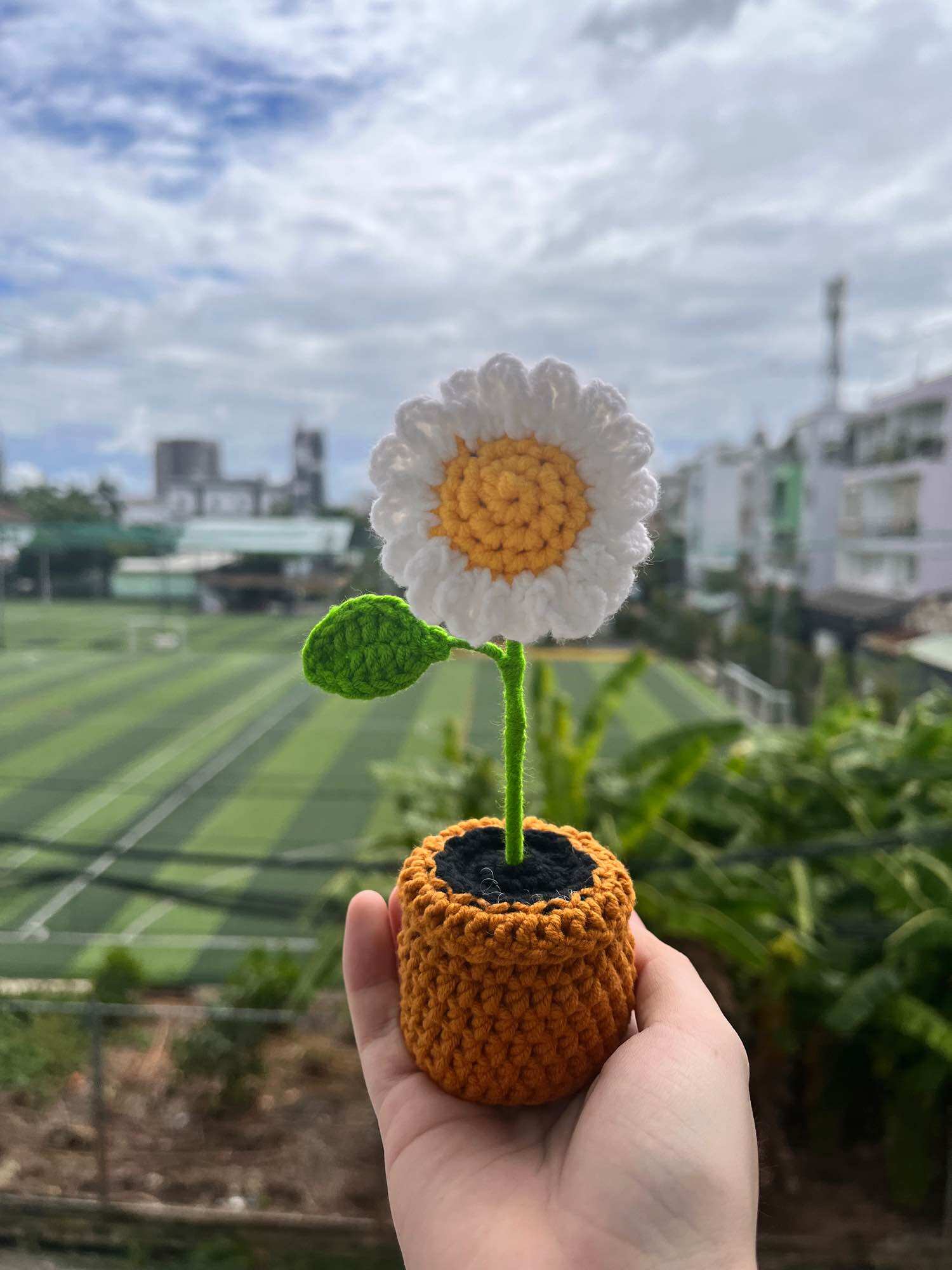 Chậu hoa cúc mini để bàn
