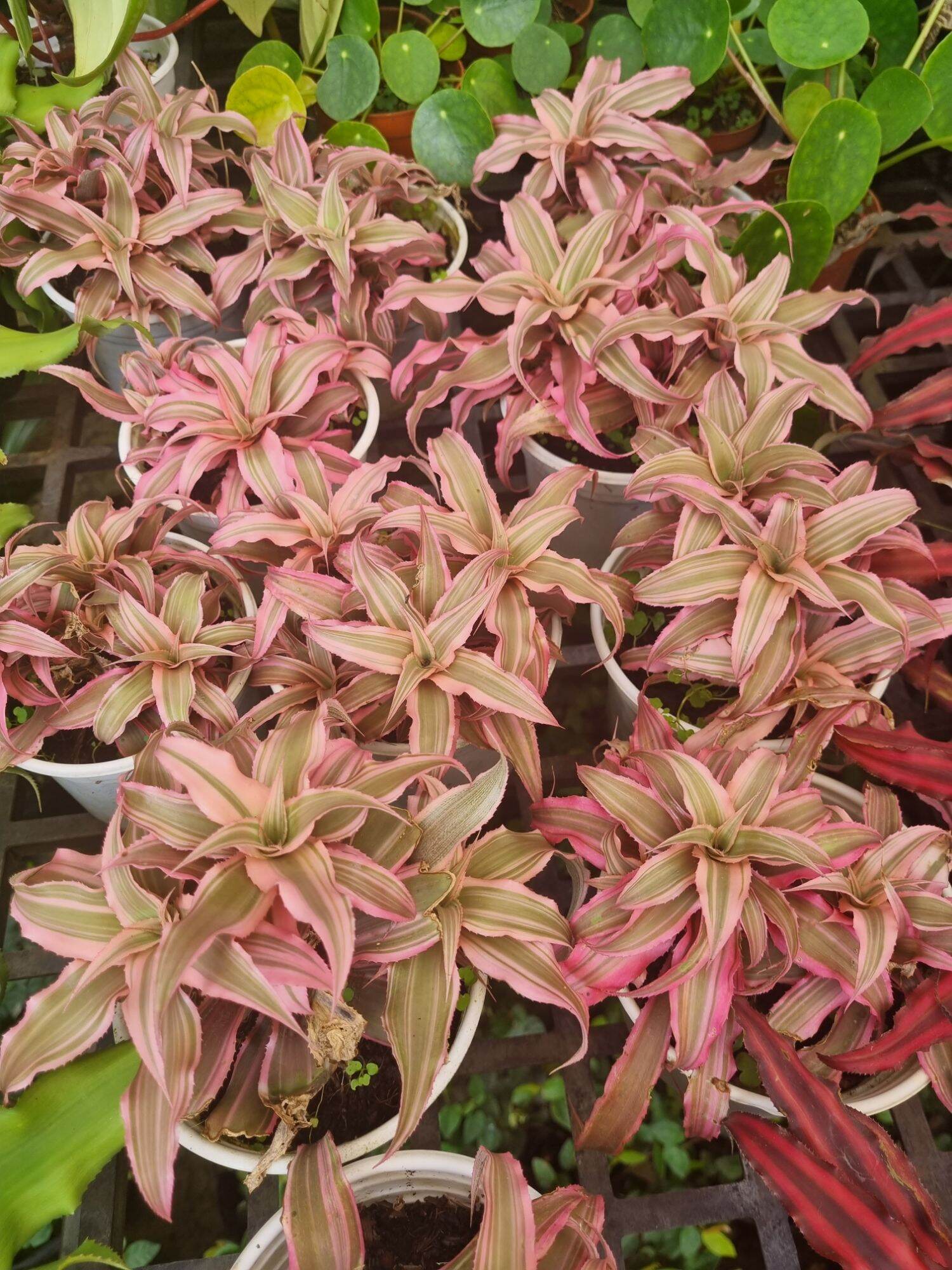 Cây dứa phụng