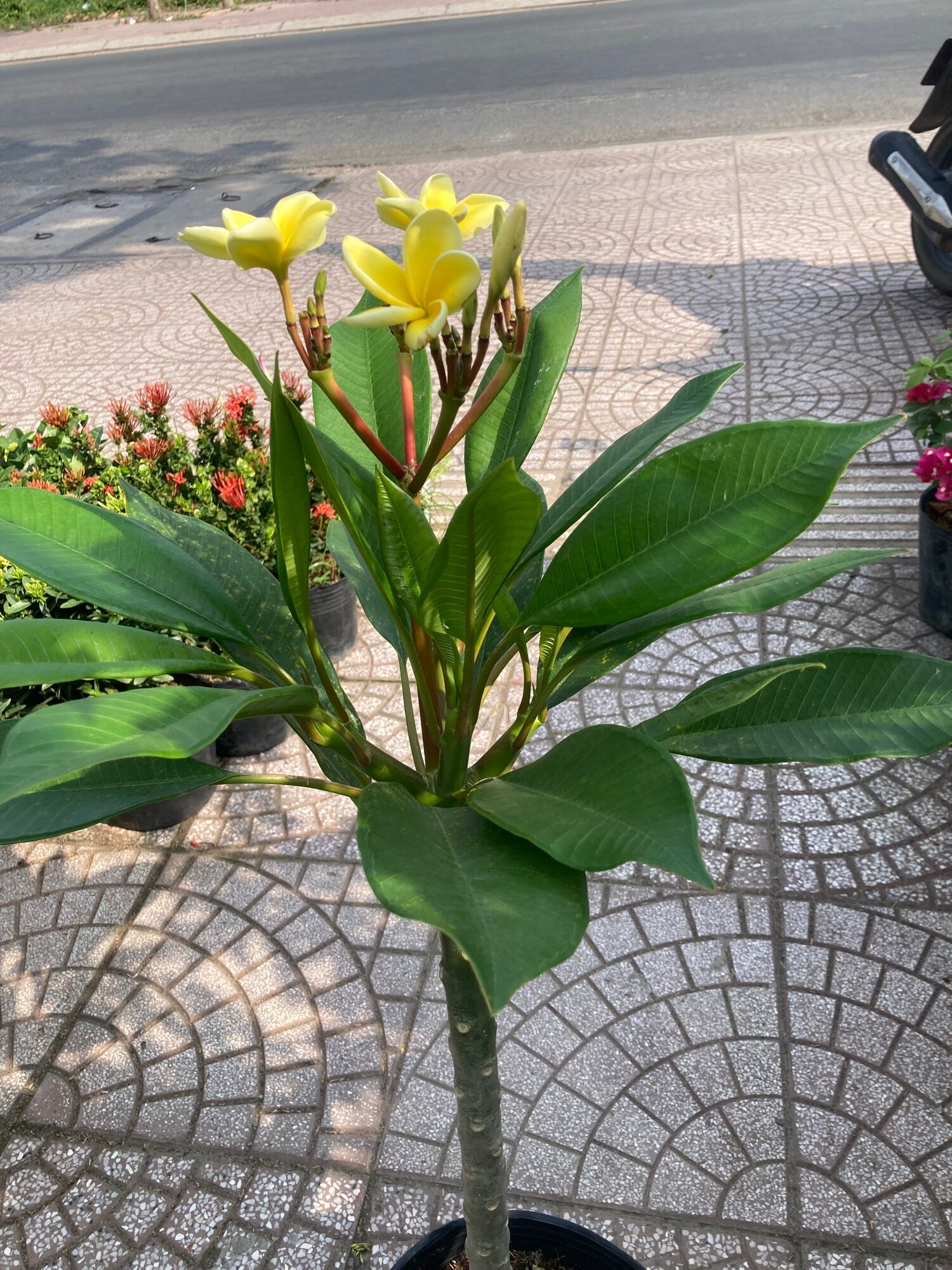 Cây sứ đại vàng - đỏ hoa rất thơm