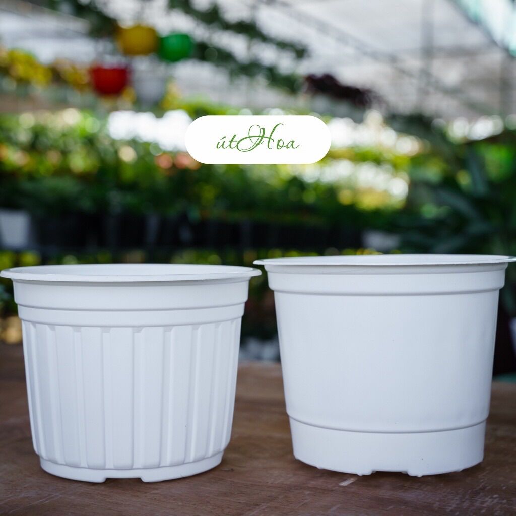 Combo 10 Chậu nhựa trắng T20 vành miệng cứng
