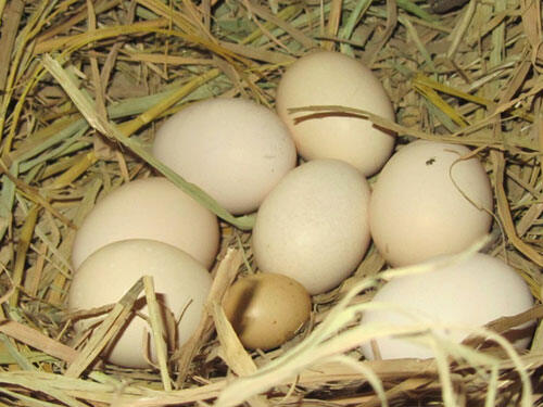 5 Trứng Gà Nòi Mỹ Rặc