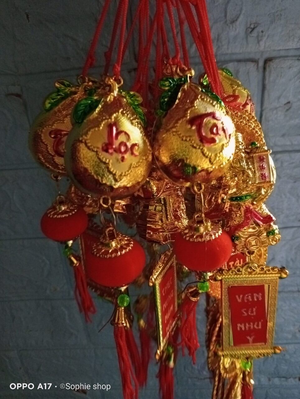 combo Hoa đồng tiền bộ đầy đủ