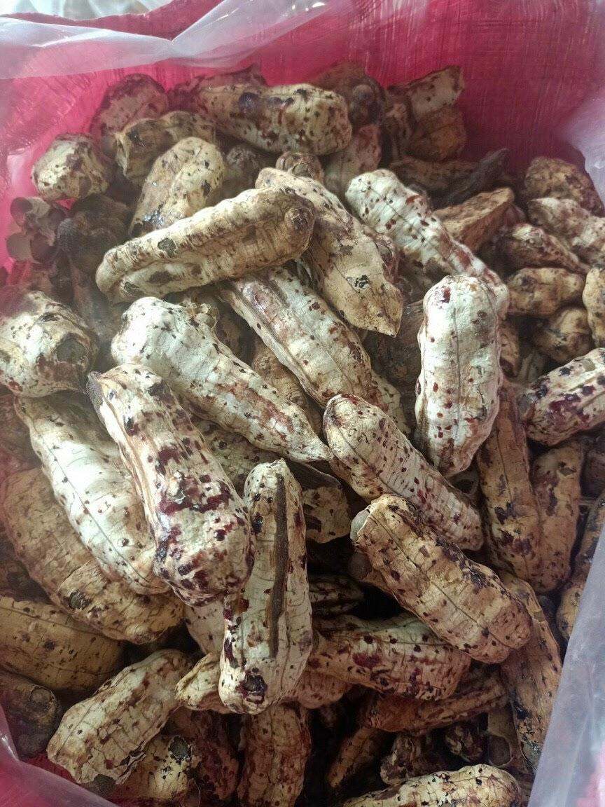 1kg Quả chuối cô đơn rừng Kon Tum, nữ hoàng các loại chuối