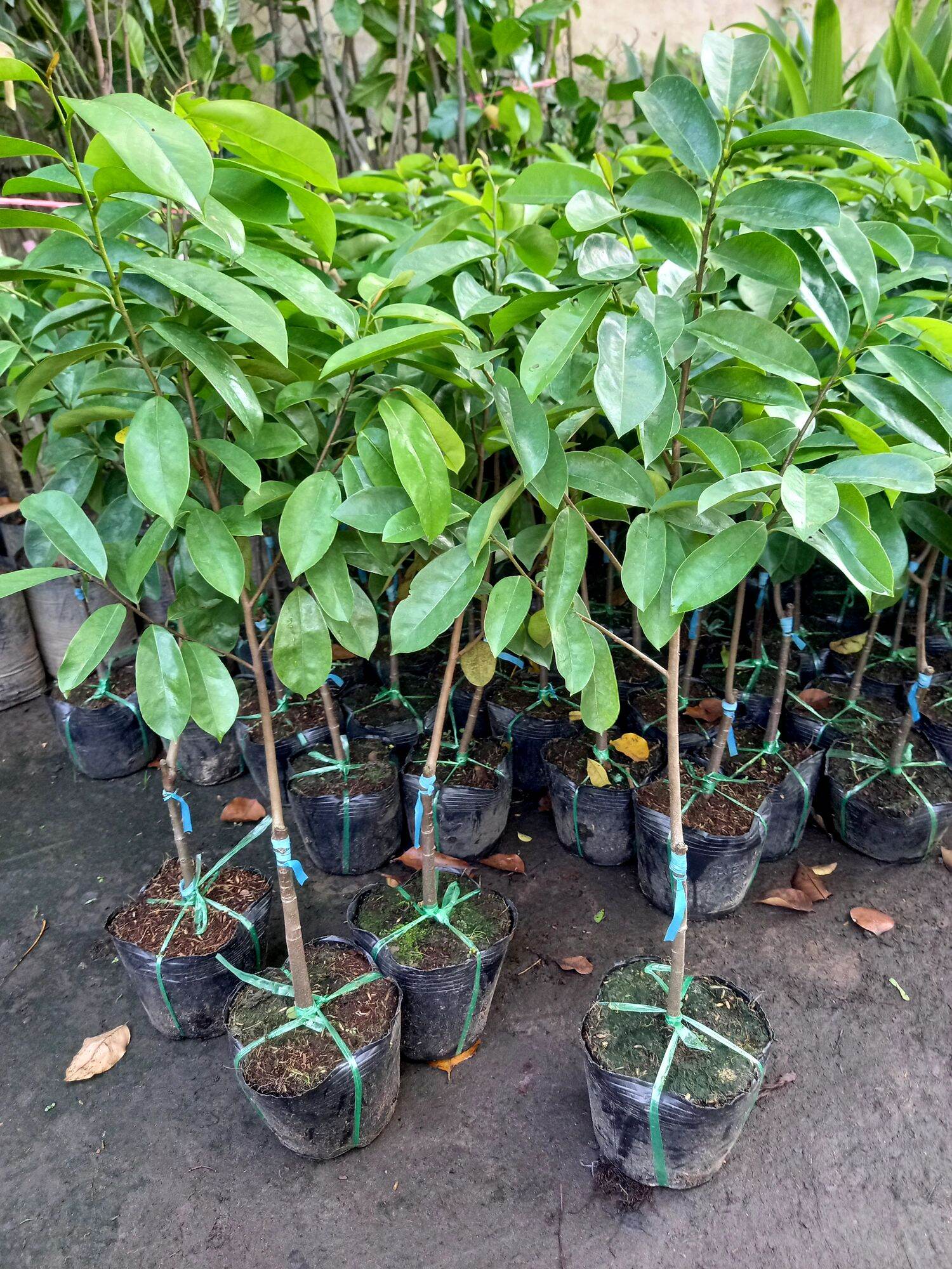 cây mãng cầu miền tây quả to.