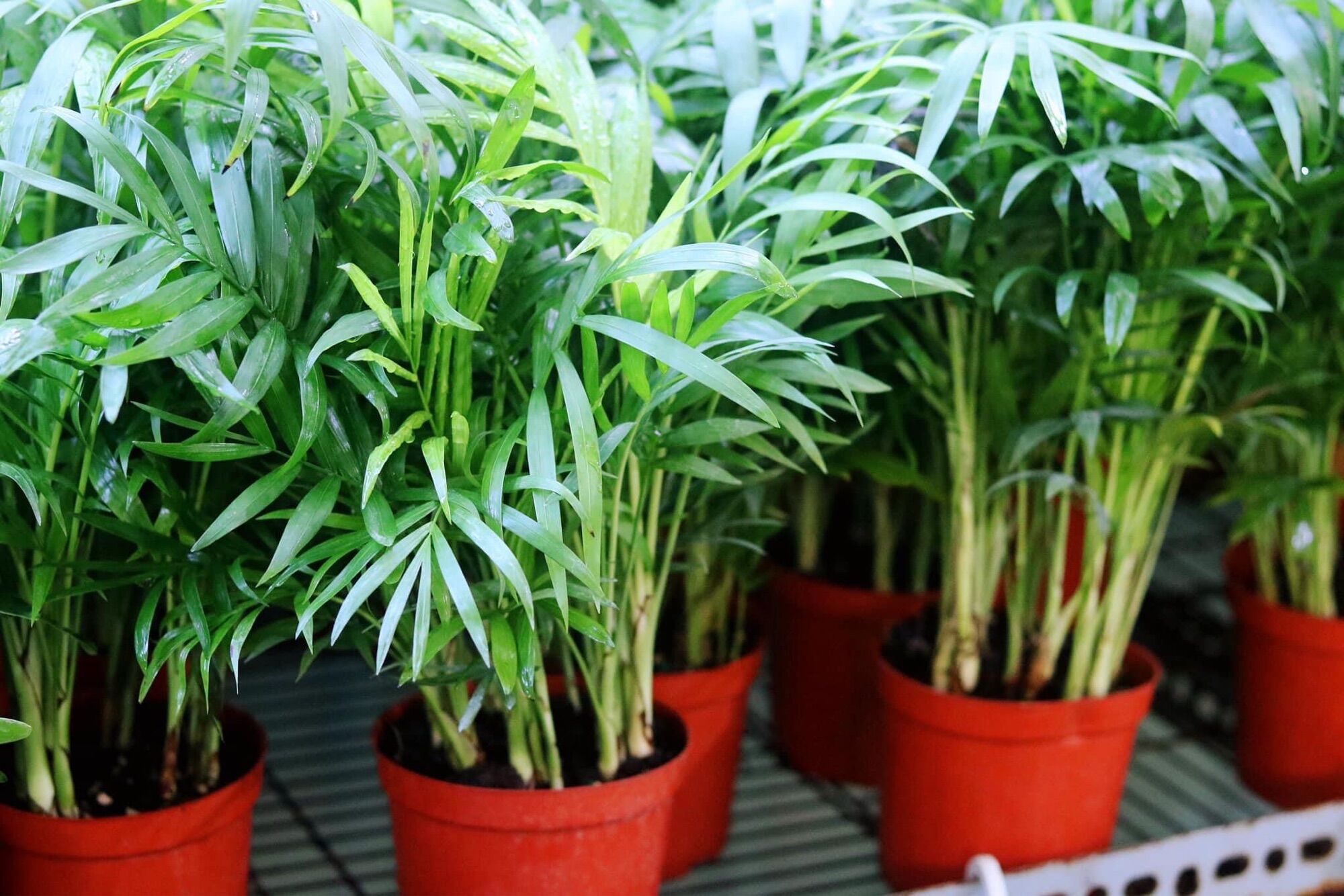 Chậu cây cau tiểu Trâm
