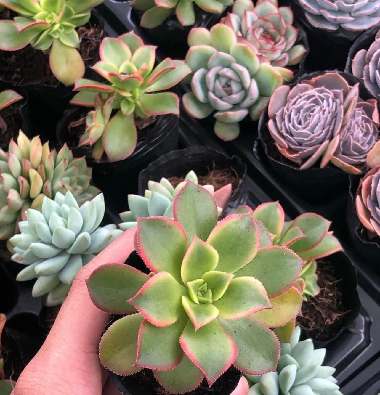 Sen đá 3 màu cute size bầu