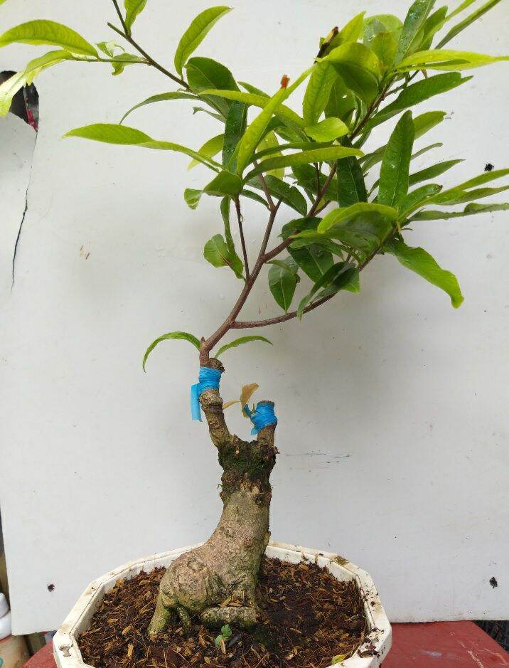 Mai Cúc Thọ Hương bonsai