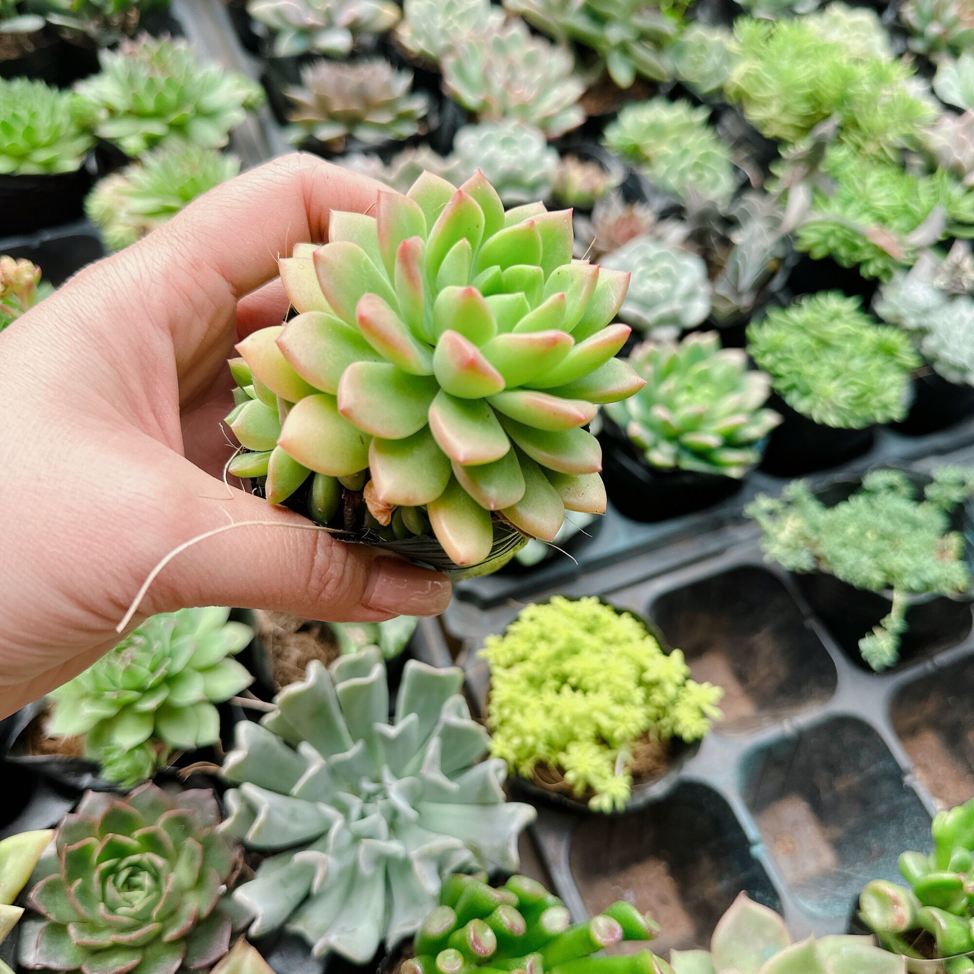 Sen đá mặt trời mới size bầu 3-5 cm