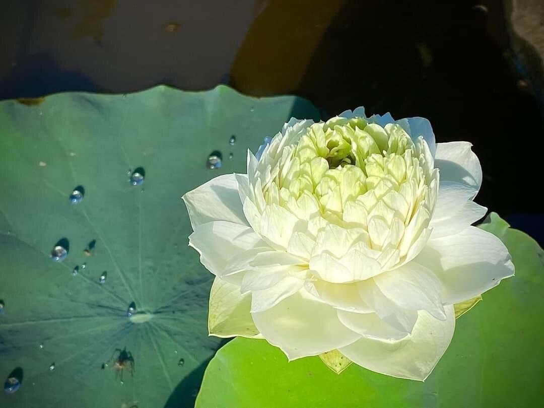 Củ Sen Thái- Trắng Hoàng Kim (củ giống)