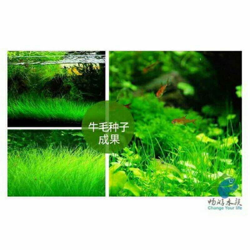 Hạt giống thủy sinh cỏ tình yêu