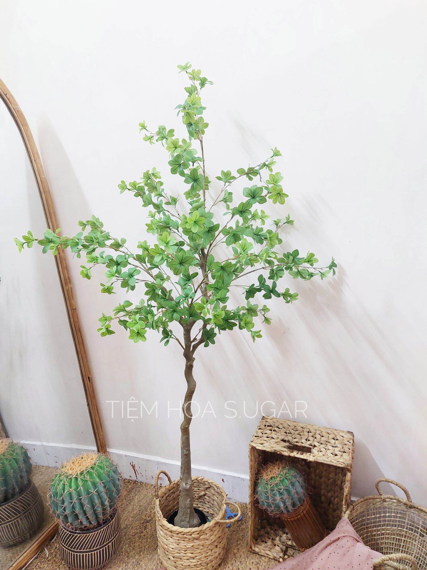 Cây thạch nam cao cấp decor home - tiệm hoa S.UGAR