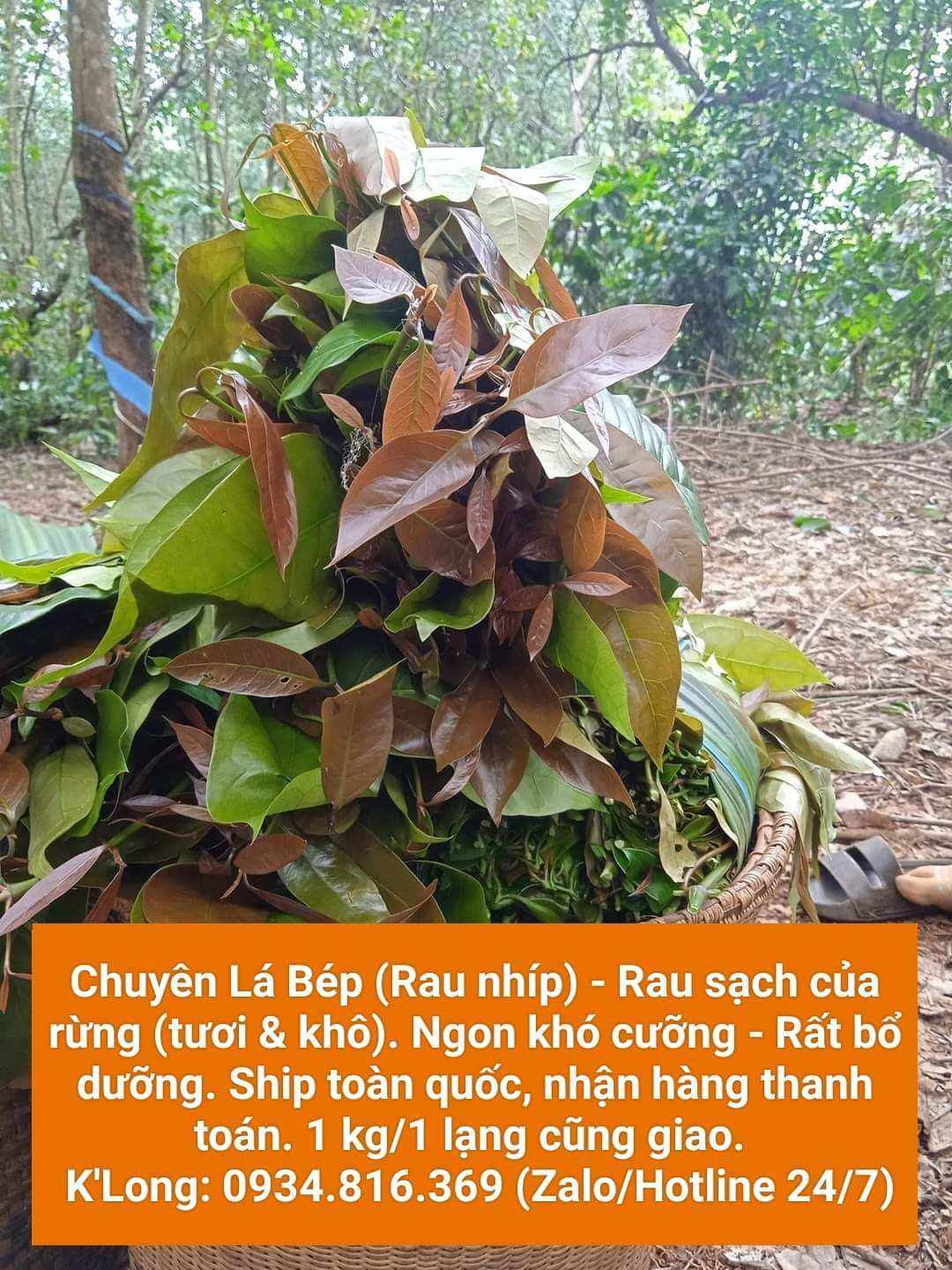 RAU BÉP RỪNG TƯƠI K'LONG - Túi 2kg