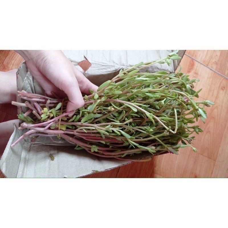 hoa sam kép(0,5kg)
