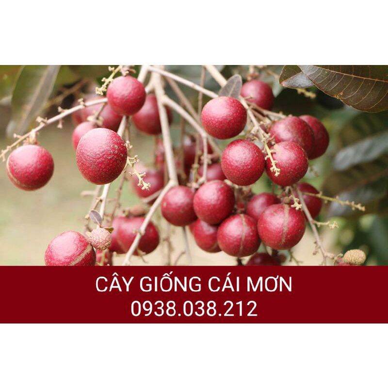Cây giống nhãn xuồng tím chuẩn f1