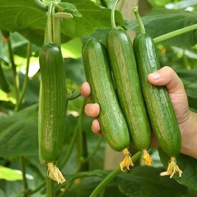 HẠT GIỐNG DUÂ CHUỘT CHÙM TRƠN GREENY