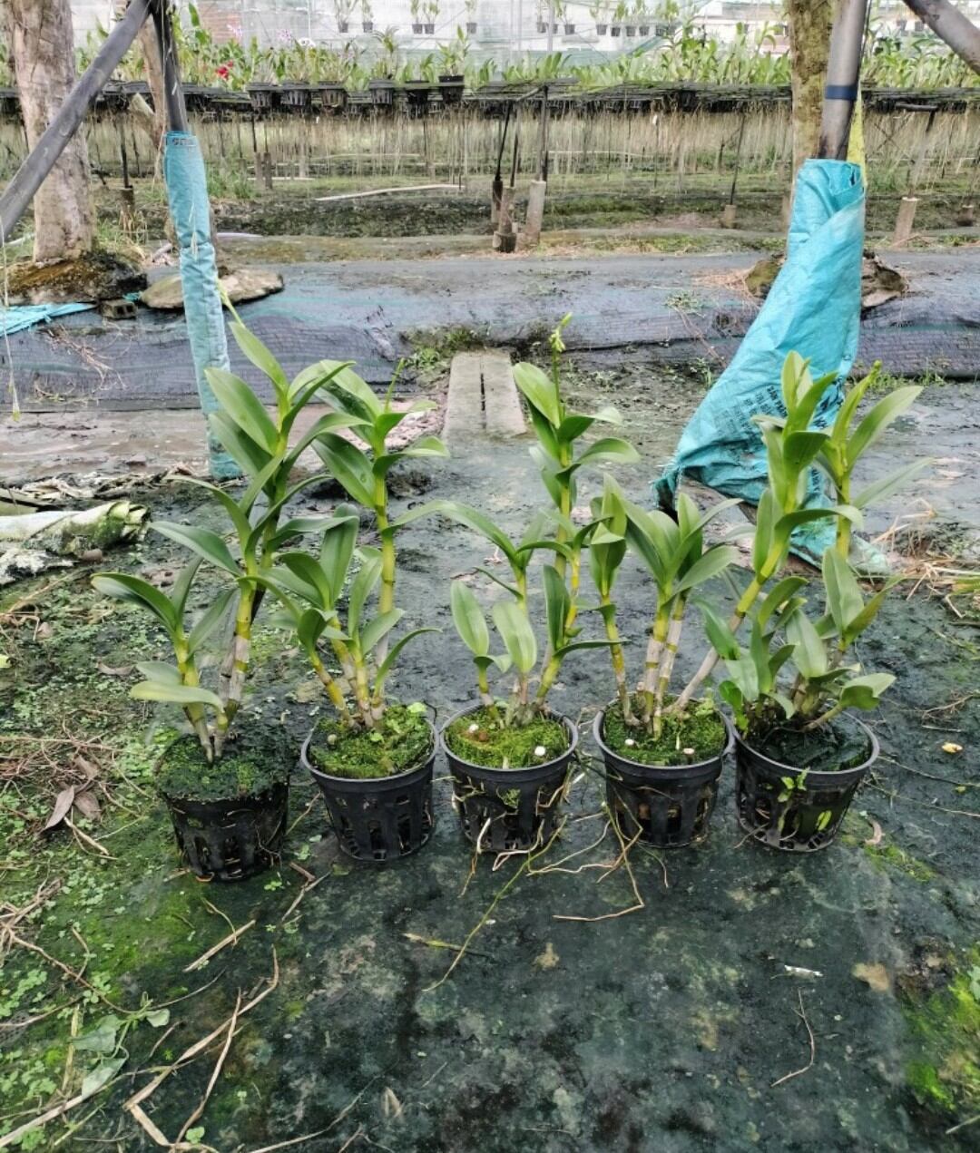 Compo 5 chậu nhựa trồng lan f16