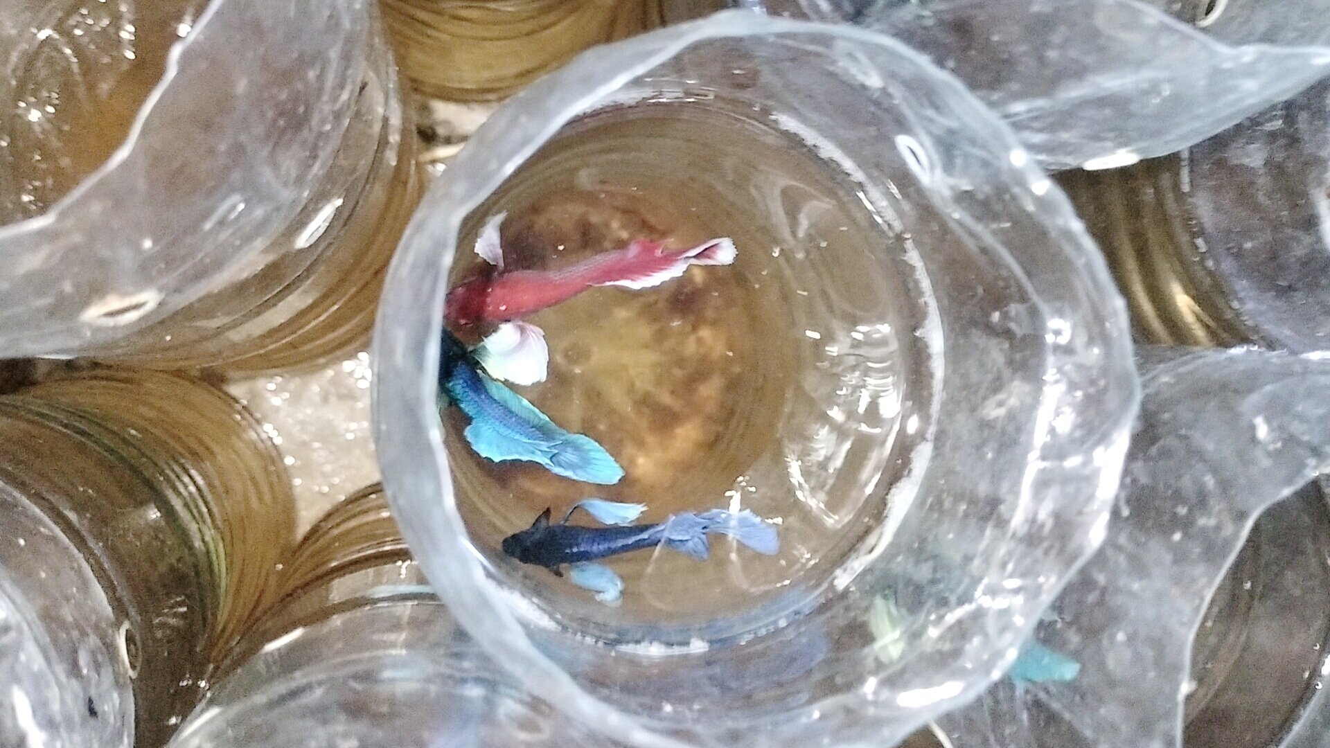 Betta dumbo combo  5 bé trống 100k