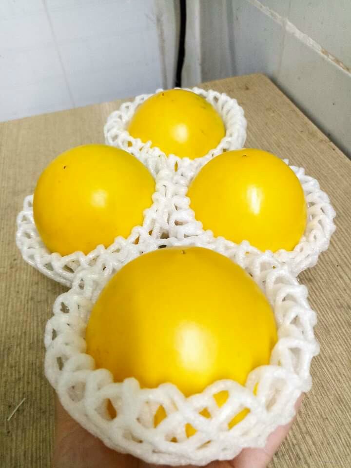 Cây vú sữa hoàng kim