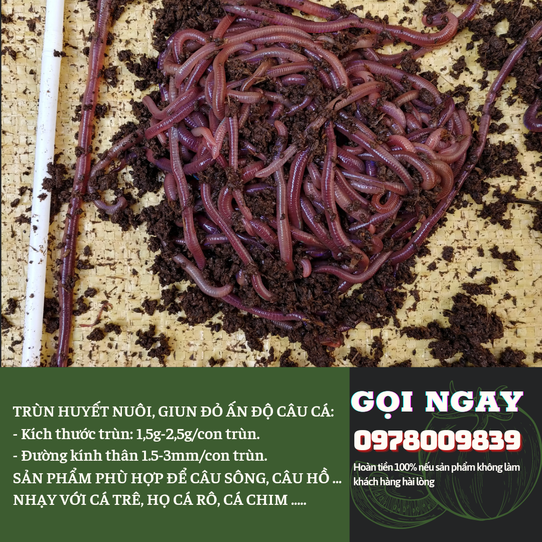 [HCM]TRÙN CÂU CÁ (GIUN ĐỎ ẤN ĐỘ)
