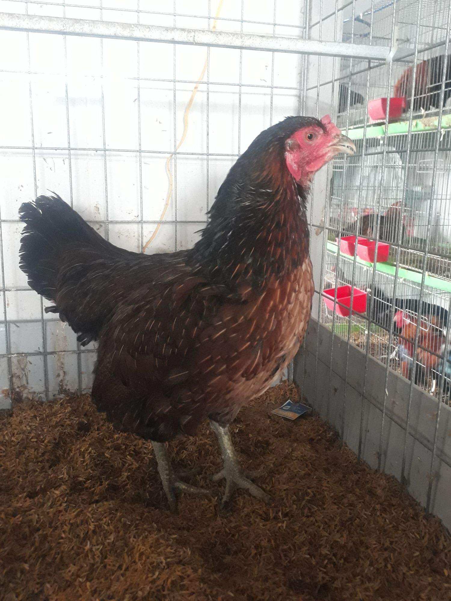 GÀ LƯỠNG NHÃN ,BỔN GÀ CỰC HIẾM  . 10 TRỨNG GÀ NÒI SIU MỸ LỚN KÝ ẤP NỞ CON GIỐNG .GÀ NỌC 3K9