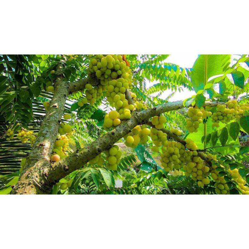 Cây giống chùm ruột chua siêu sớm (cây tốt)