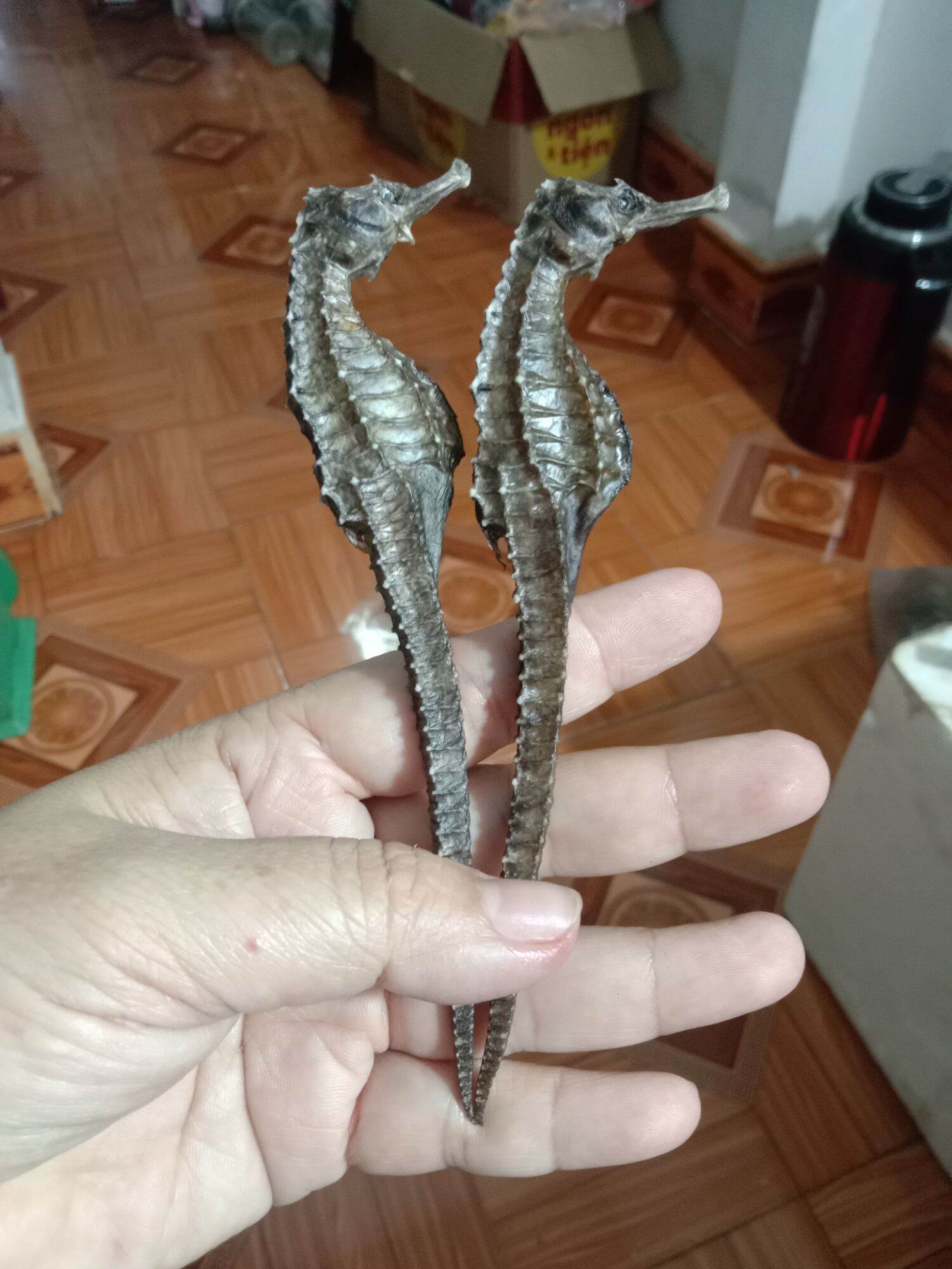 1 cặp cá ngựa khô 14cm to mập(2 con)
