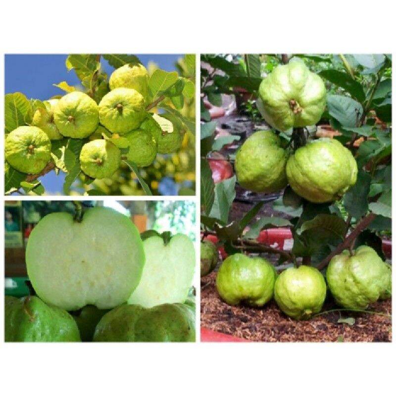 Cây giống ổi nữ hoàng siêu sớm trồng chậu