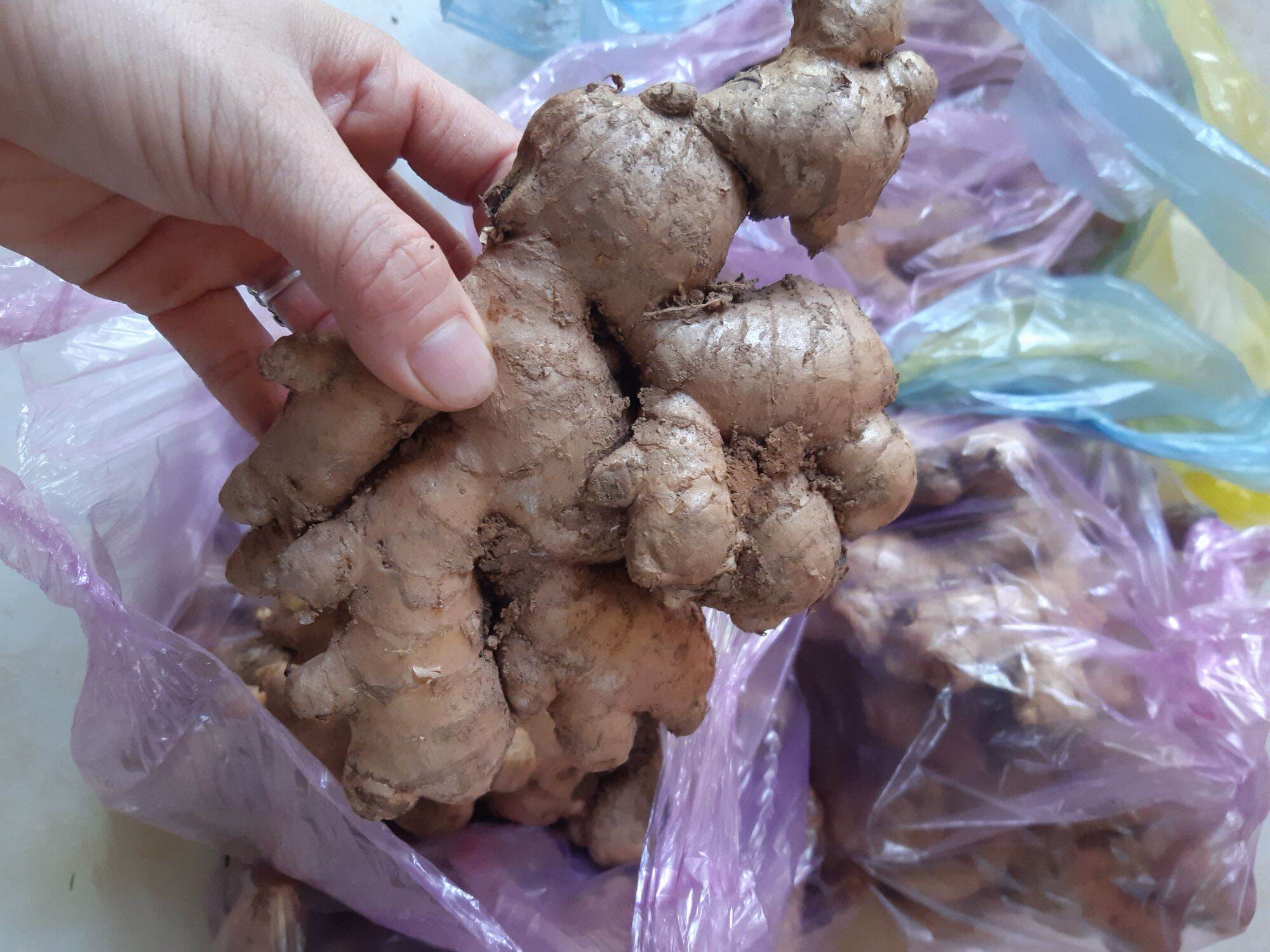 củ gừng tươi việt nam 500g