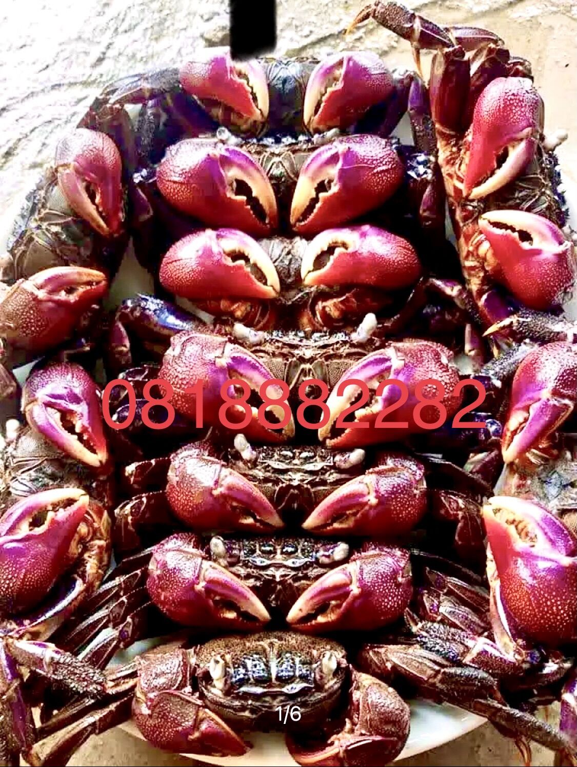 1.2kg Mắm Ba Khía Muối Con Siêu To ( Ngọc Hiển - Cà Mau)