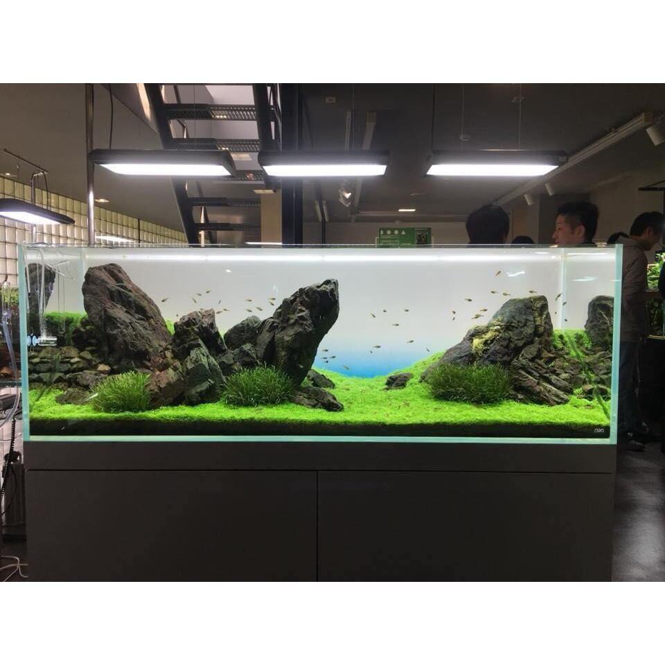 Decal dán bể cá phong cách ADA Skyopen