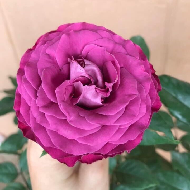 Hoa hồng Variety Information Rose - hồng bụi