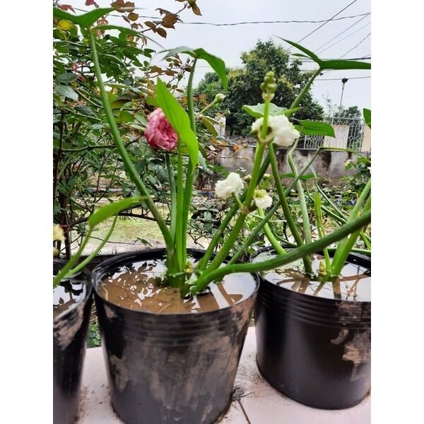 Chậu Nhựa Đen C9 Bít Lỗ (22X17Cm) Trồng Sen, Tách Form Cá Betta