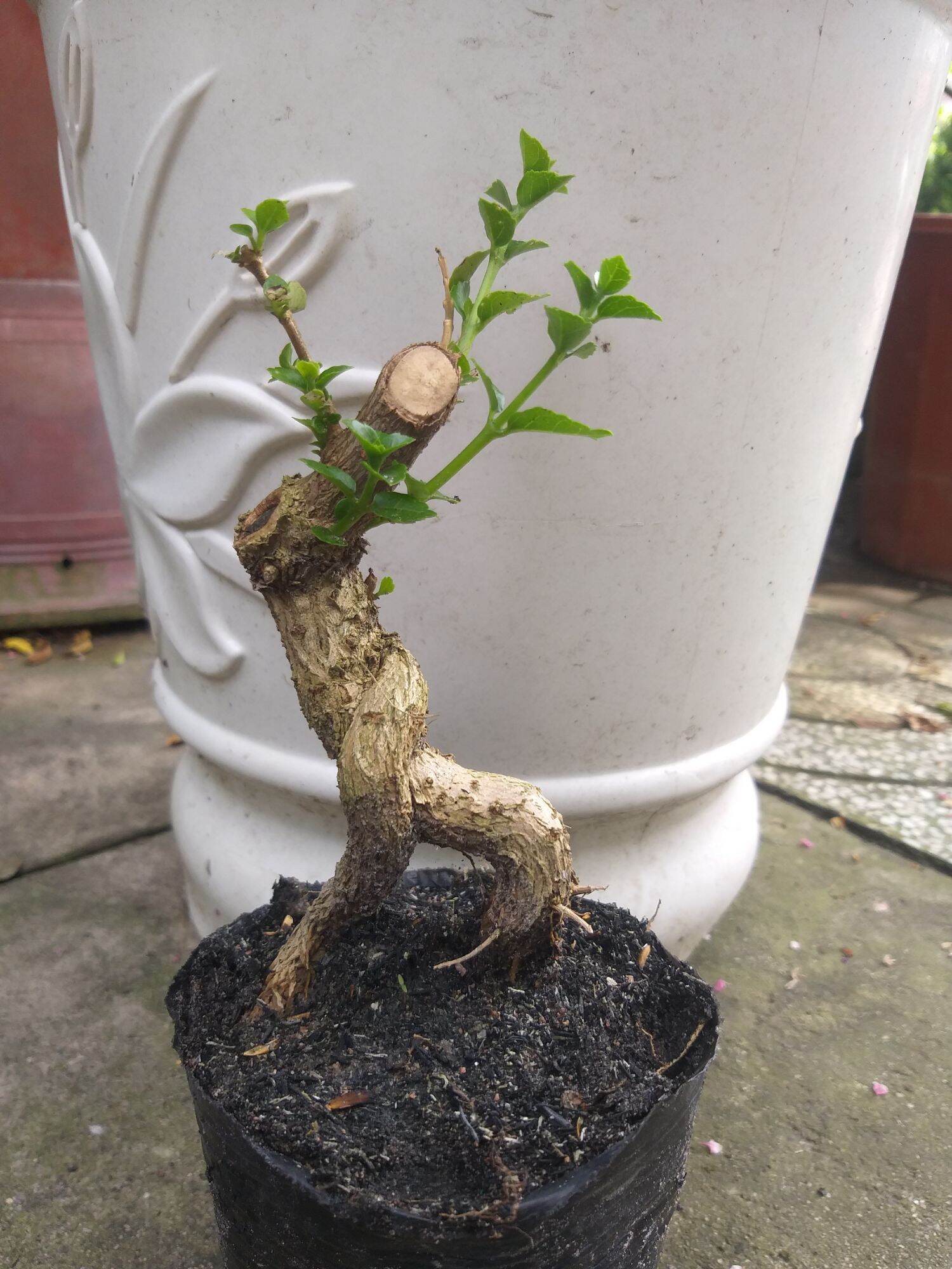Sam hương bonsai mini dạng phôi
