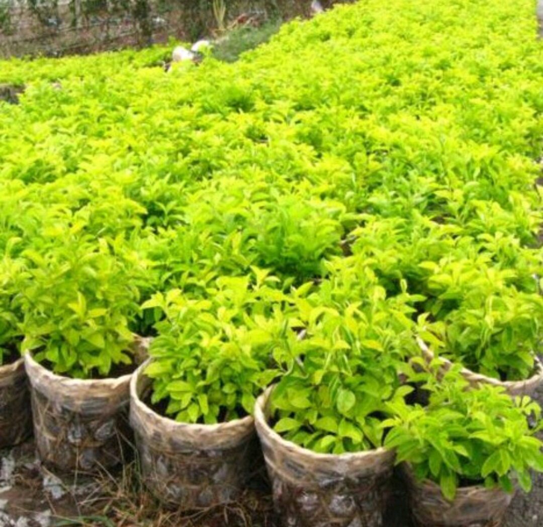 CÂY CHUỖI NGỌC (cây giống)